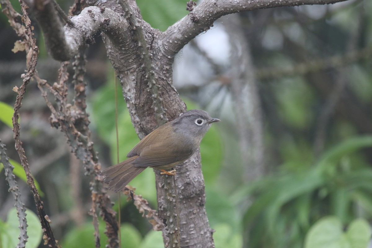 Morrison's Fulvetta - 舜昌 蕭