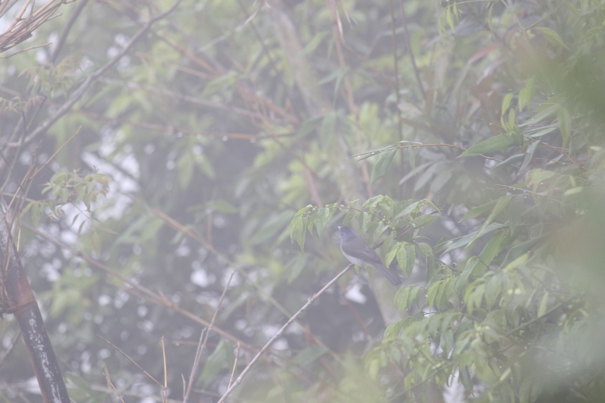 Black-naped Monarch - ML237754291