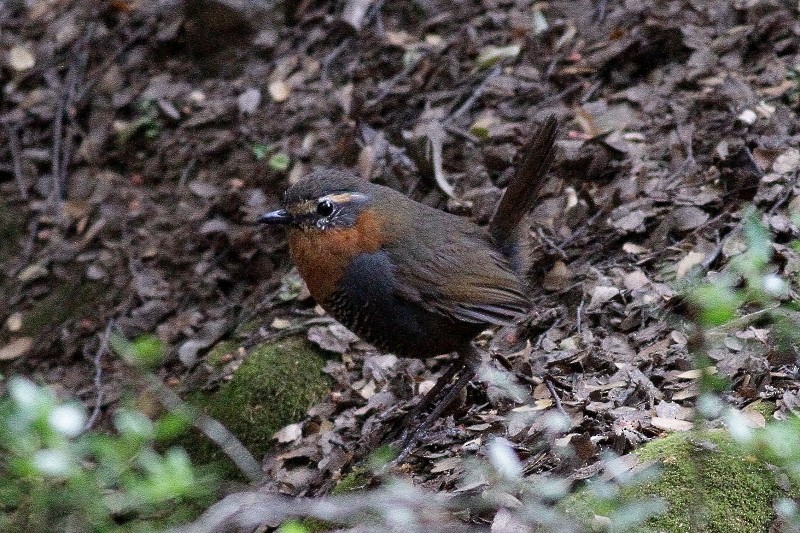 Chucao Tapaculo - ML237755711