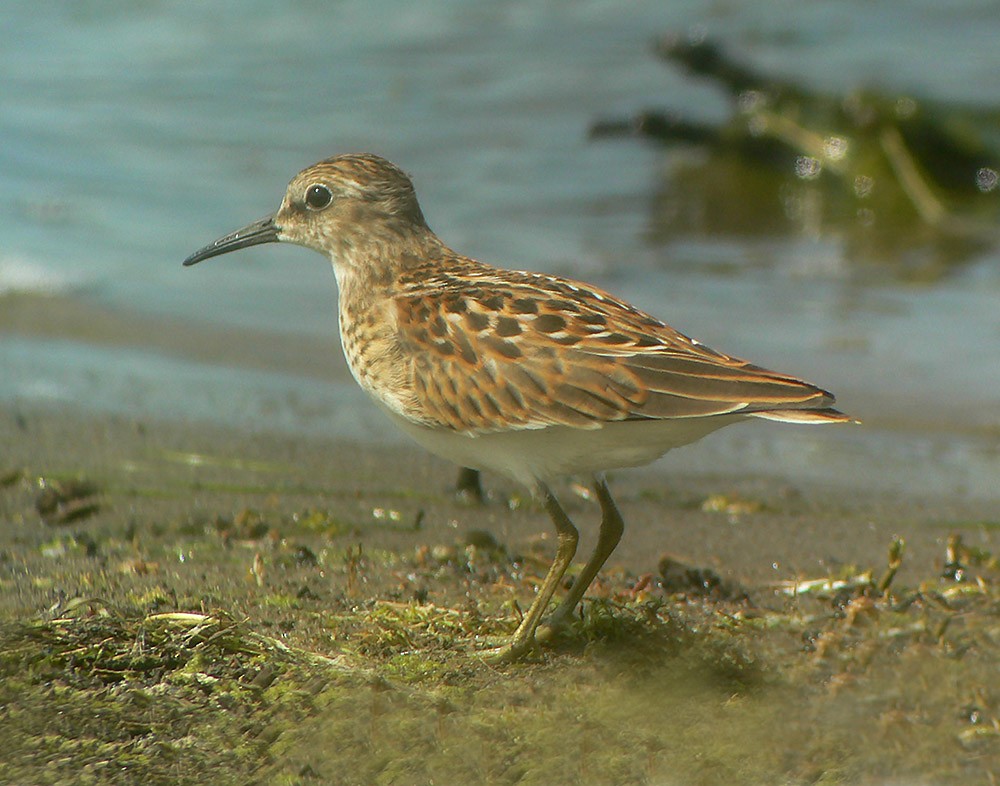 Least Sandpiper - ML23775721