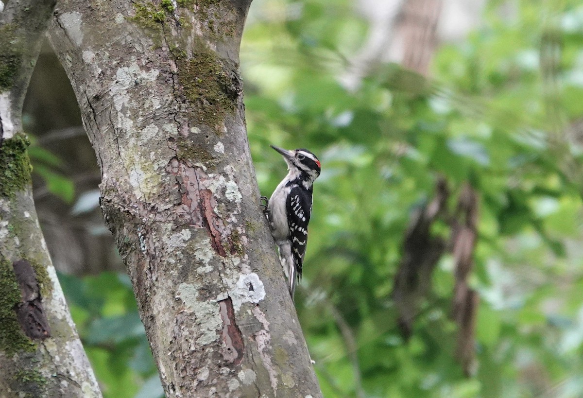 Hairy Woodpecker - ML237758121
