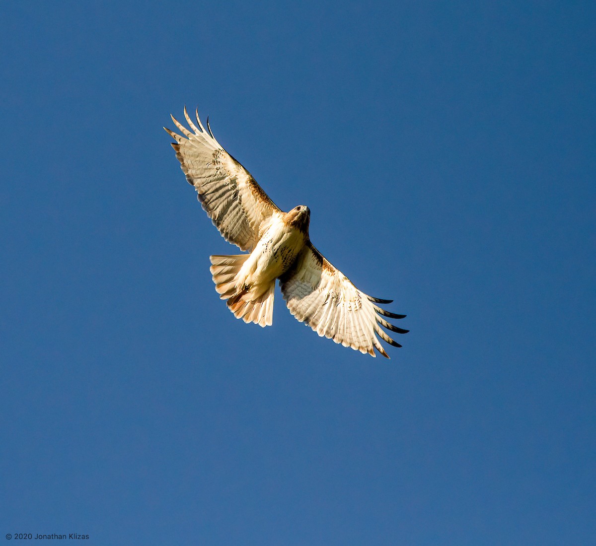 káně rudochvostá (ssp. borealis) - ML237759101