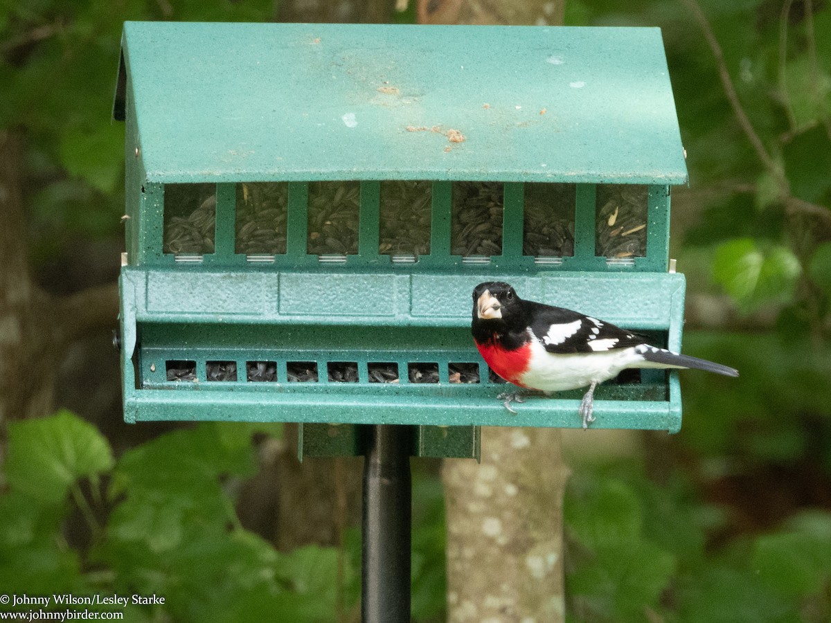 Rose-breasted Grosbeak - Johnny Wilson