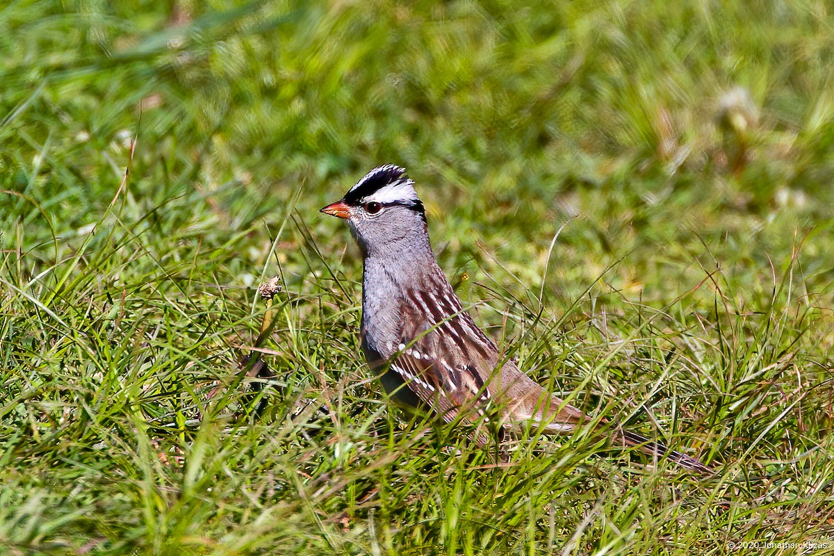 Bruant à couronne blanche (leucophrys/oriantha) - ML237759321