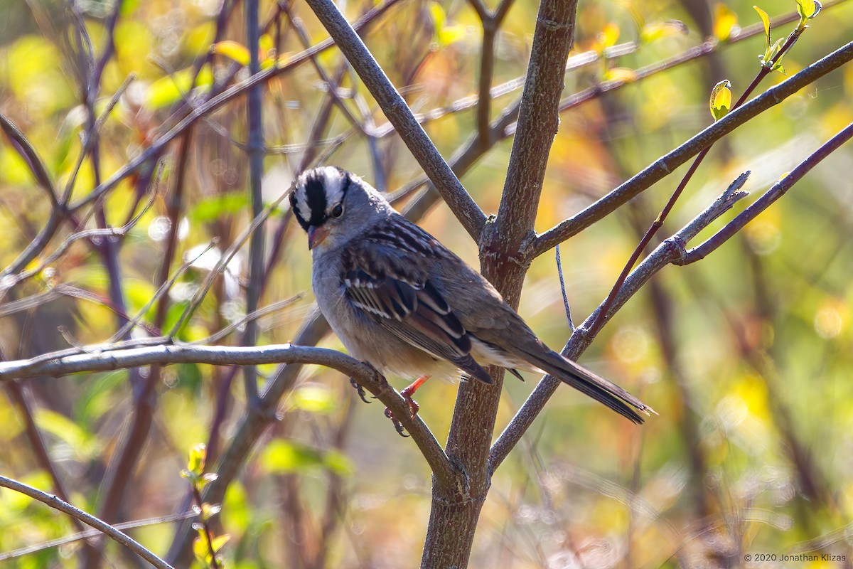 White-crowned Sparrow (Dark-lored) - Jonathan Klizas