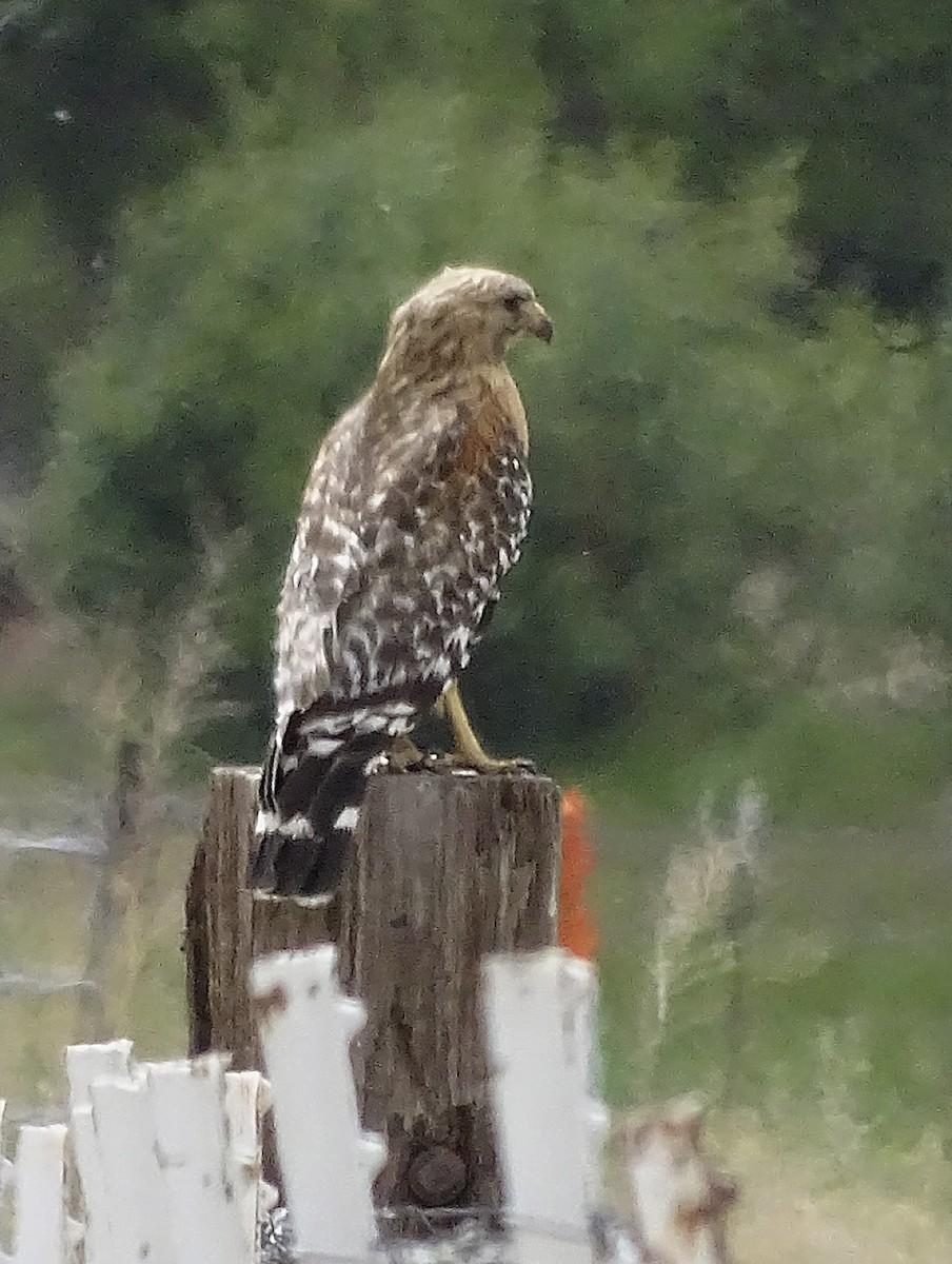 Red-shouldered Hawk - ML237760571