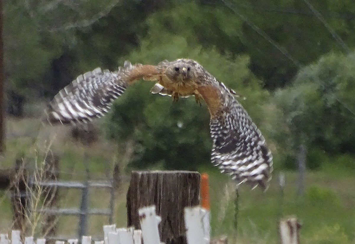 Red-shouldered Hawk - Nancy Overholtz