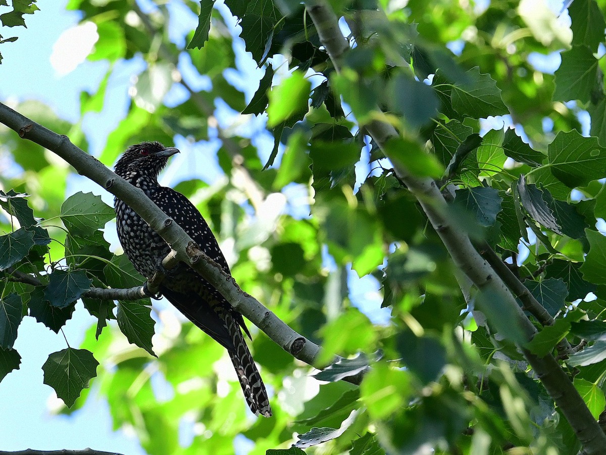 Asian Koel - ML237763301