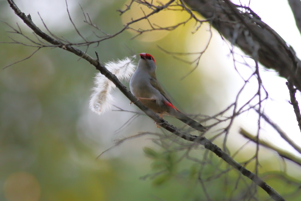 Red-browed Firetail - ML237764011