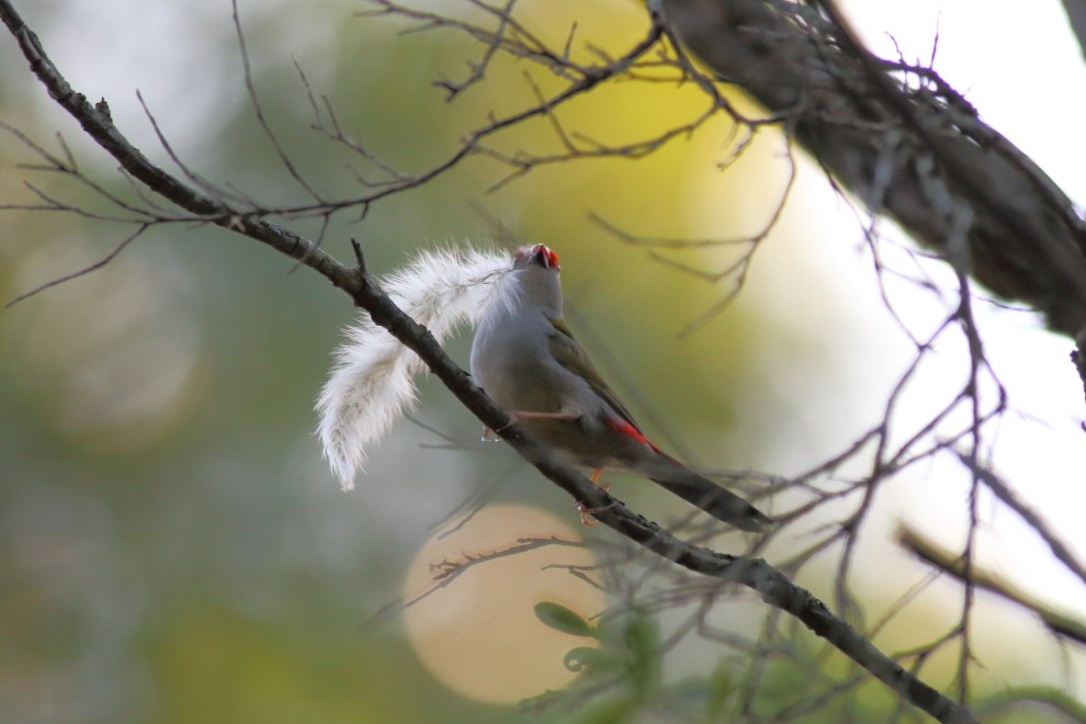 Red-browed Firetail - ML237764091