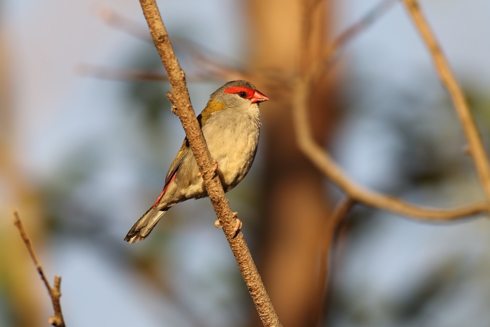 Red-browed Firetail - ML237764151