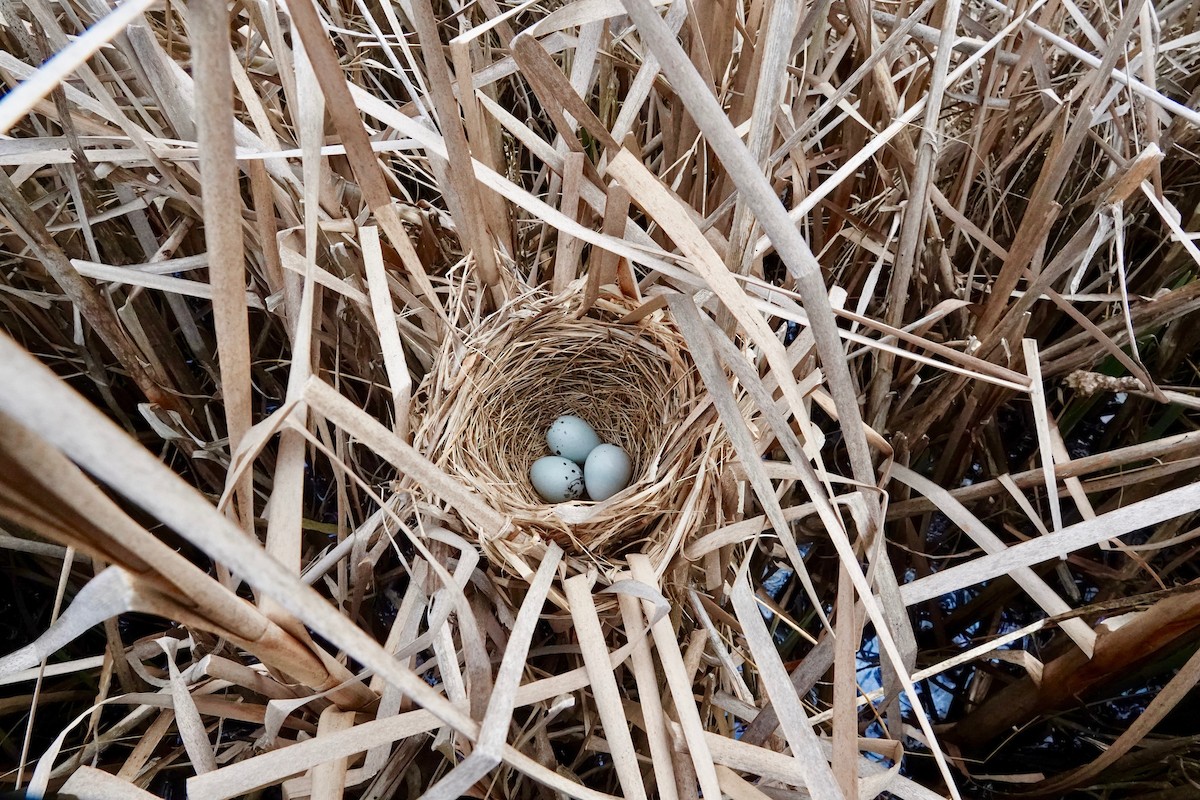 Red-winged Blackbird - Deirdre Robinson