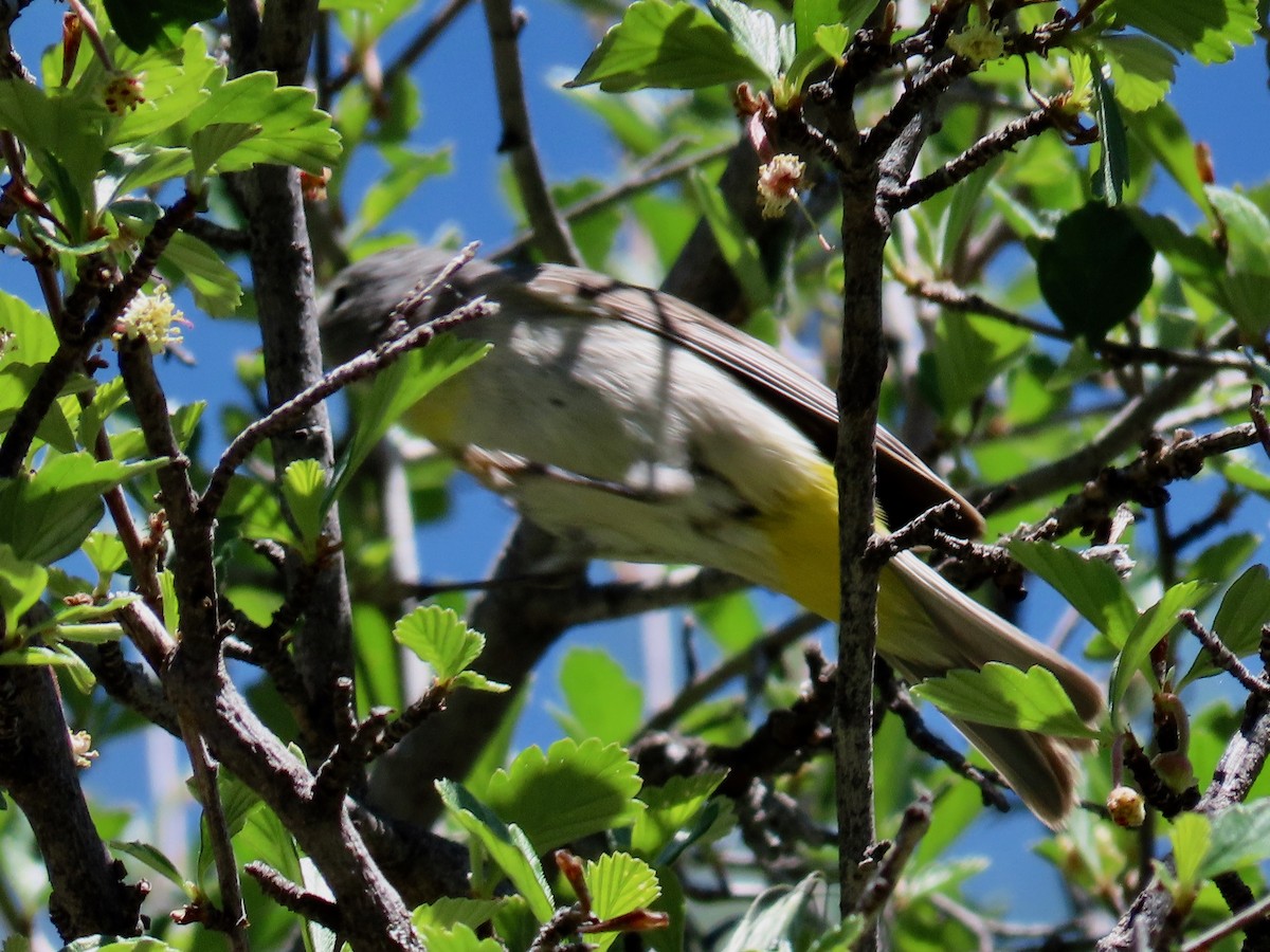 Gelbsteiß-Waldsänger - ML237765561