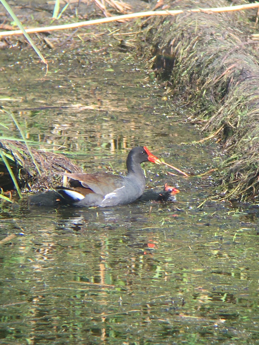 Gallinule d'Amérique - ML237765861