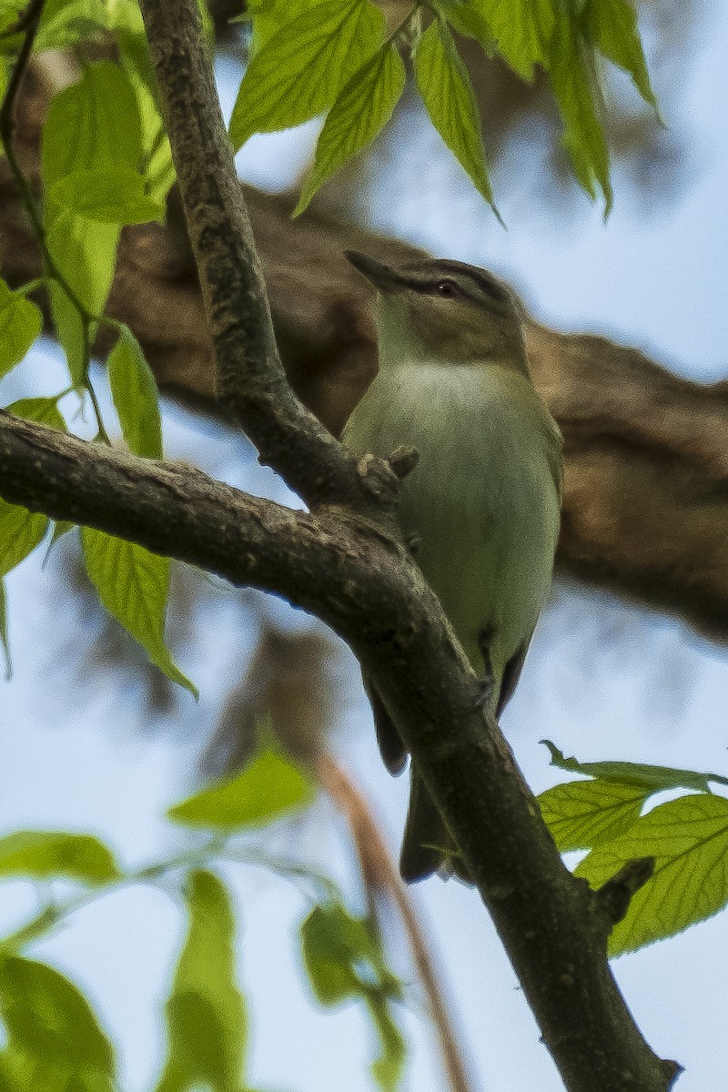 rødøyevireo - ML237766431