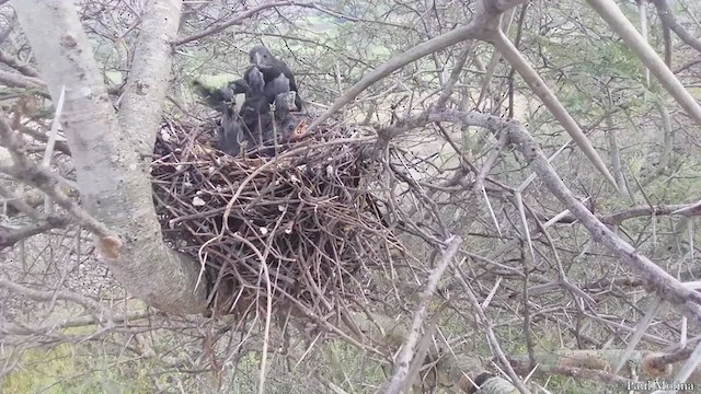 Groove-billed Ani - ML237766441