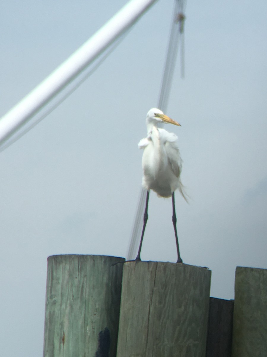 Great Egret - ML237766551