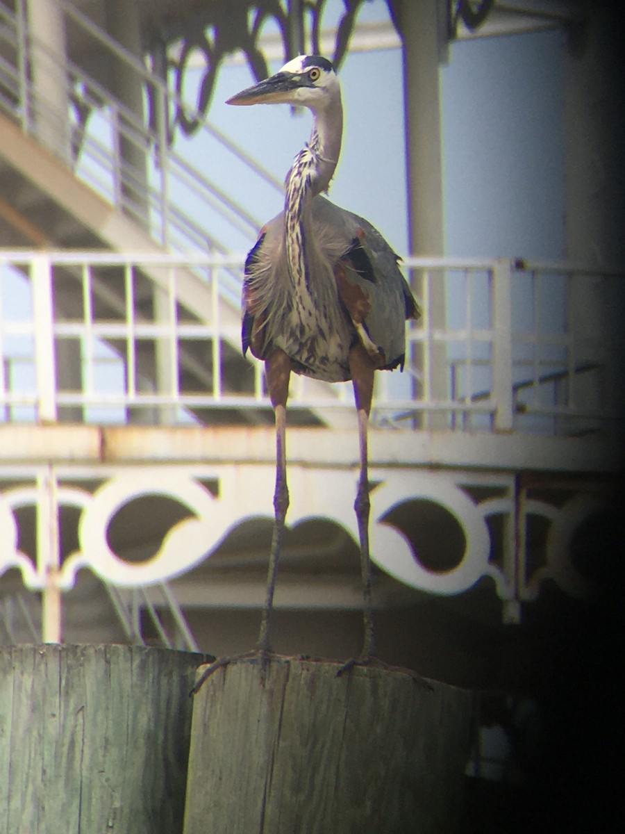 Great Blue Heron - ML237766601