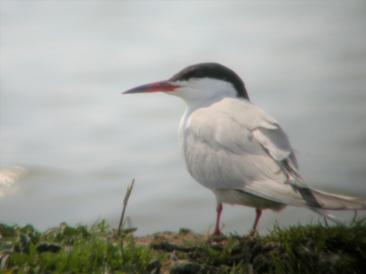 Крячок річковий - ML237766641