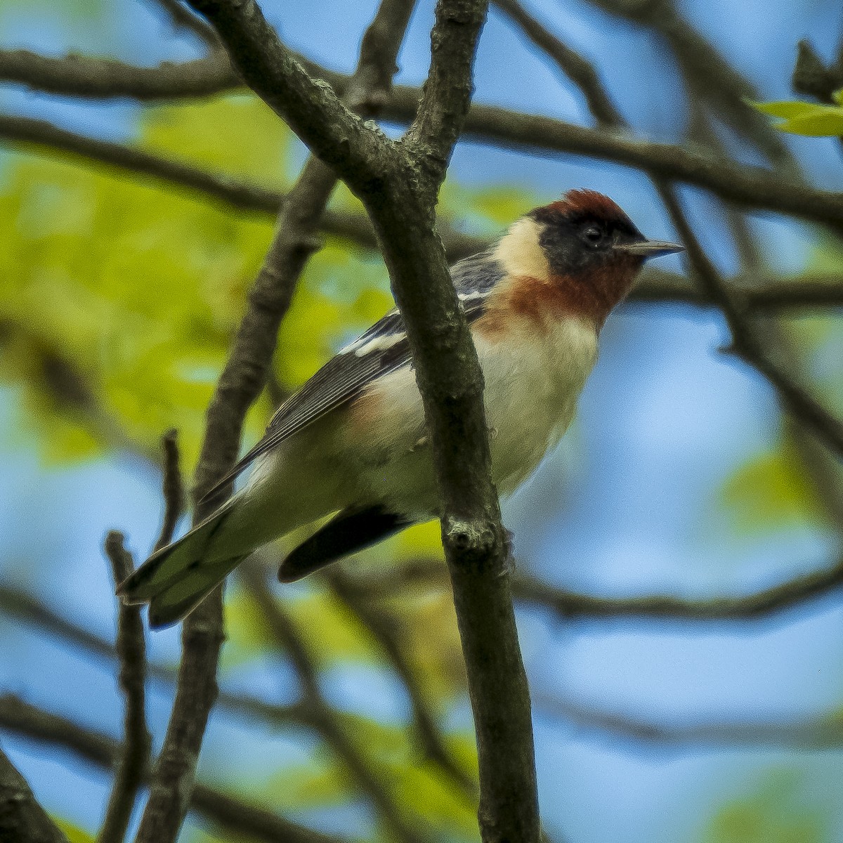 kastanjeparula - ML237767001