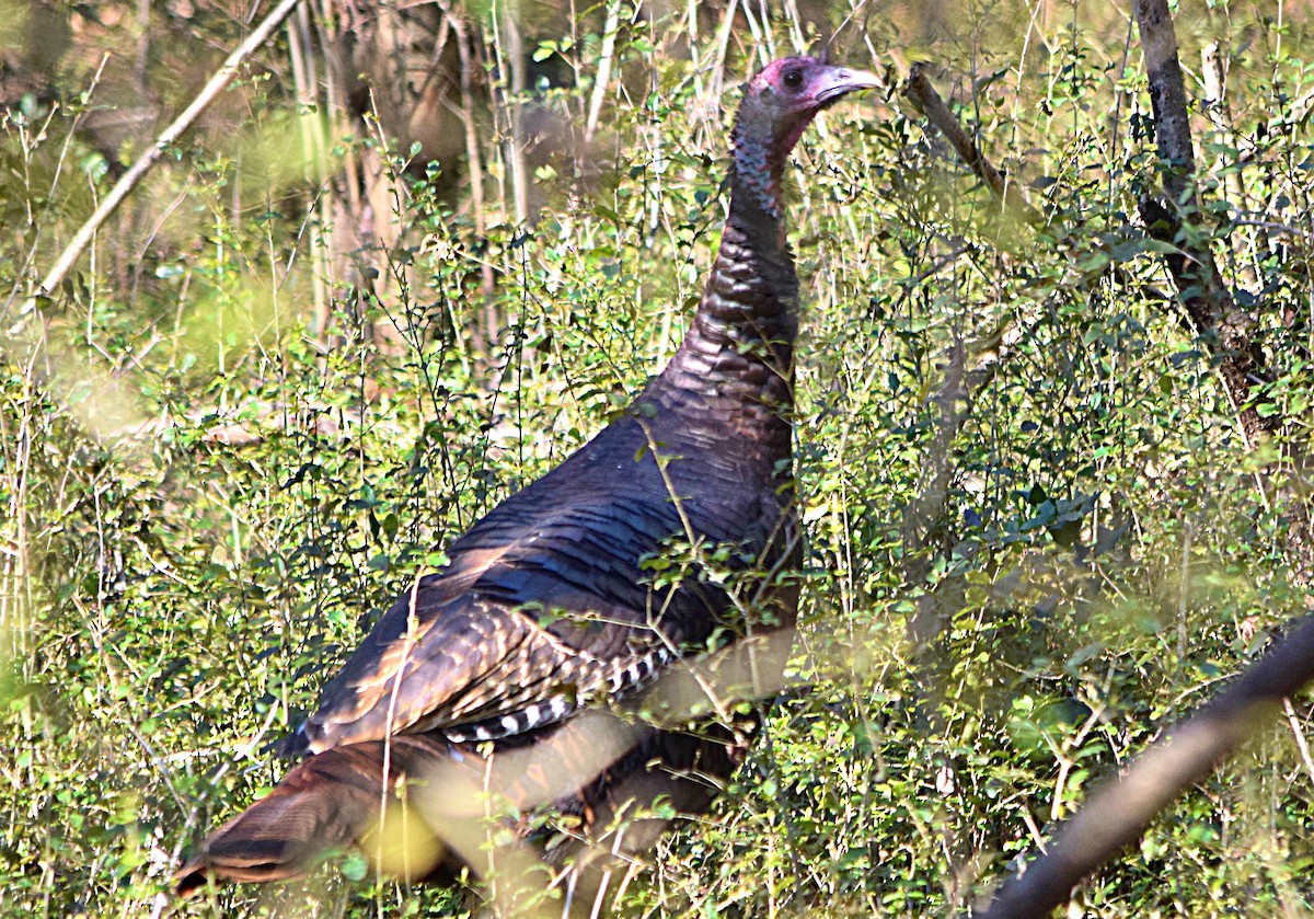 Wild Turkey - ML23776731