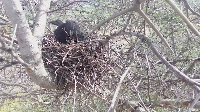 Groove-billed Ani - ML237770241