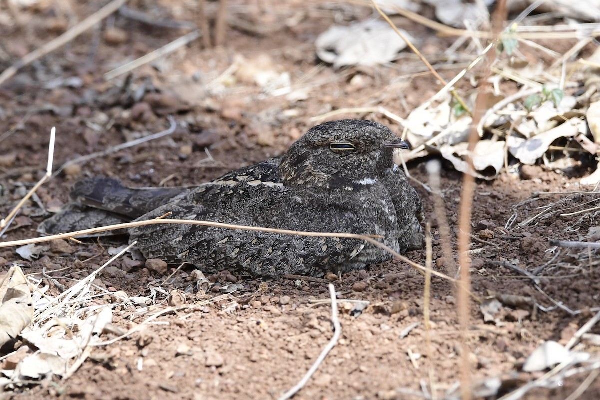 Engoulevent affin - ML237770551