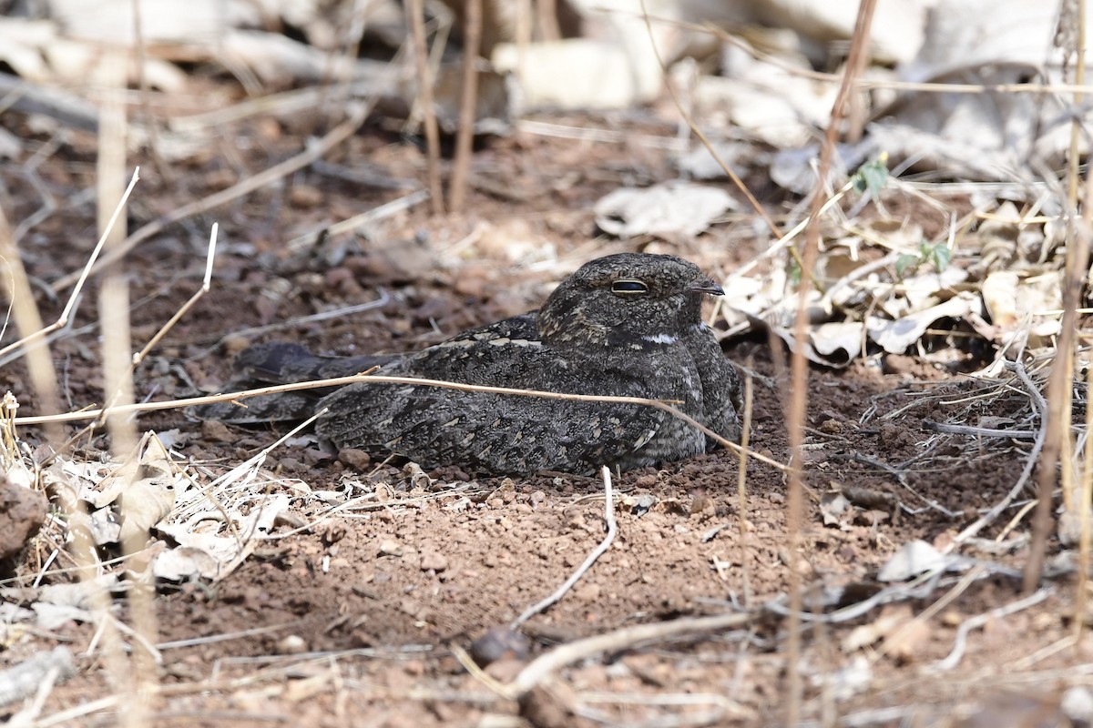 Engoulevent affin - ML237770561