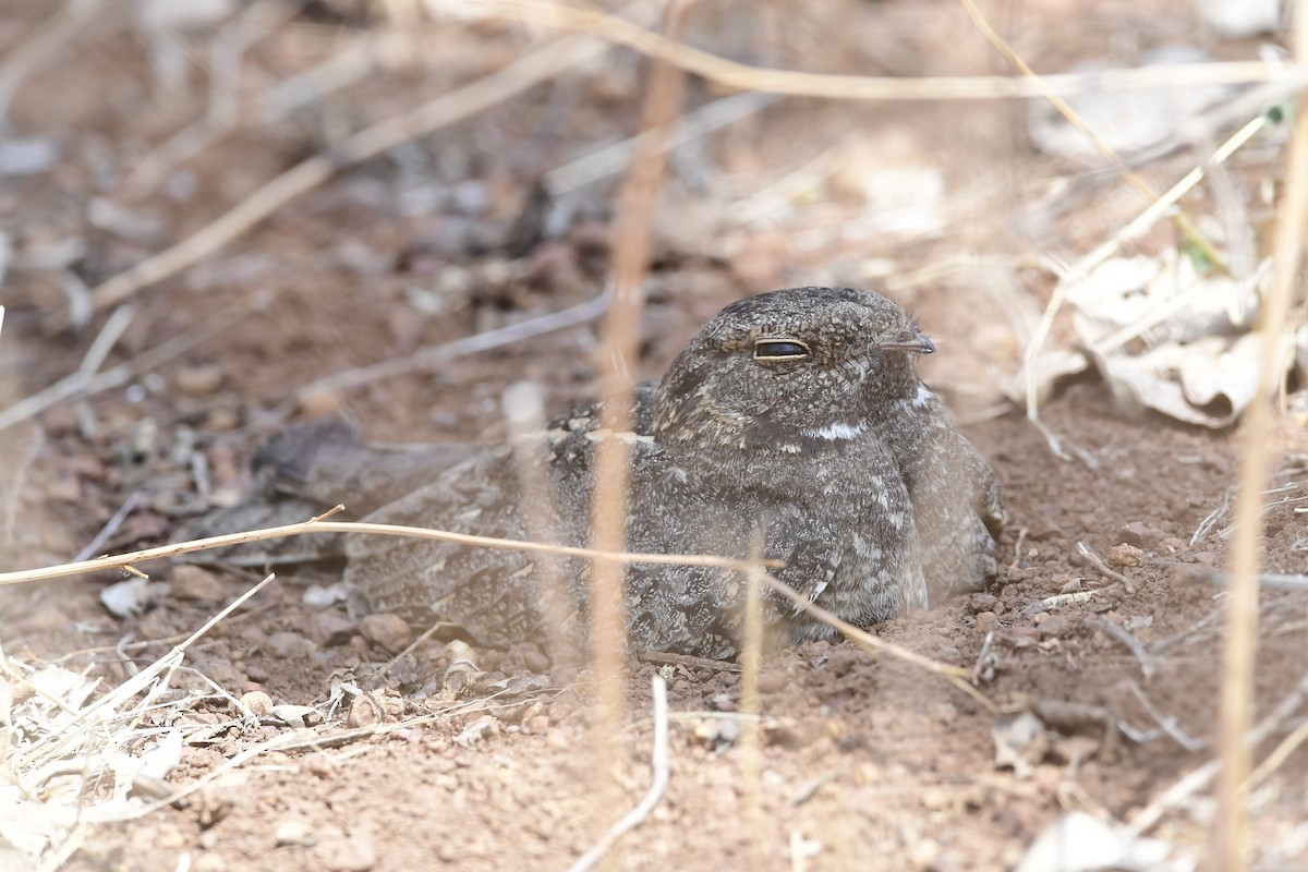 Engoulevent affin - ML237770601