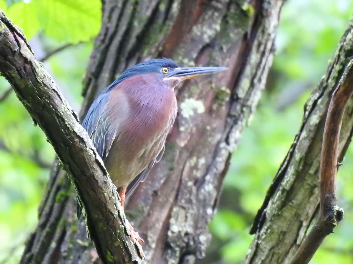 Green Heron - ML237771191