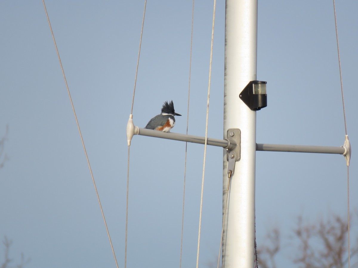 Belted Kingfisher - ML237775151