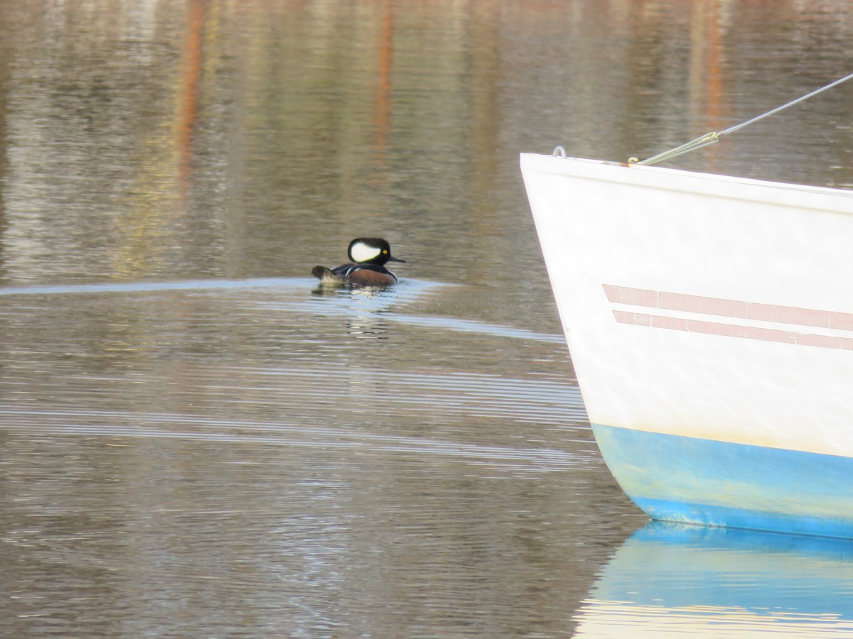 Hooded Merganser - ML237775201