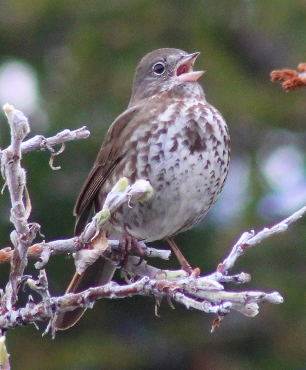 Fox Sparrow - ML237777161