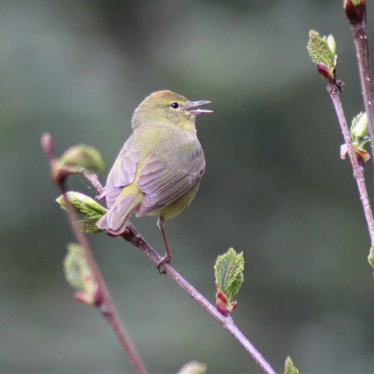 Orange-crowned Warbler - ML237778591