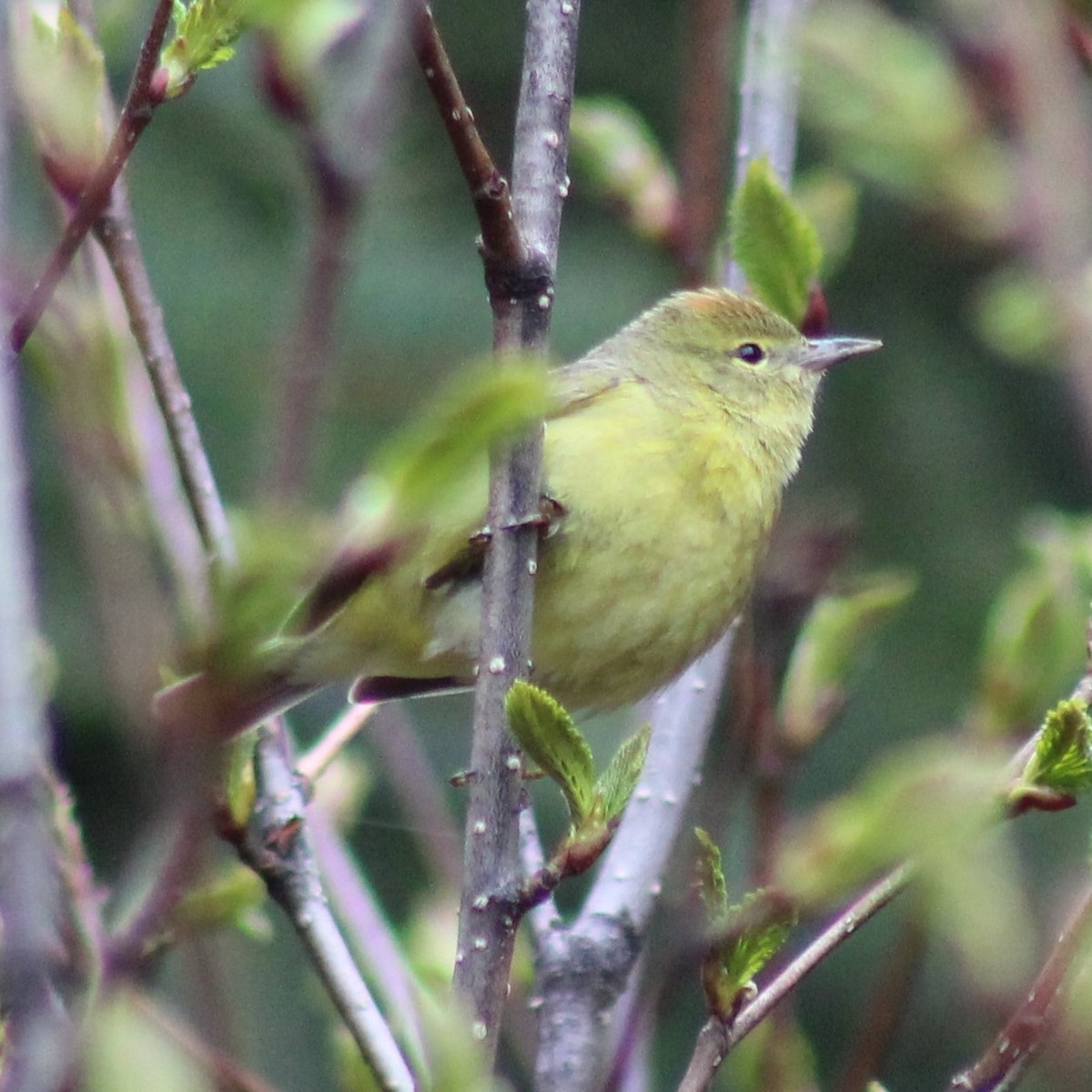 Orange-crowned Warbler - ML237778991