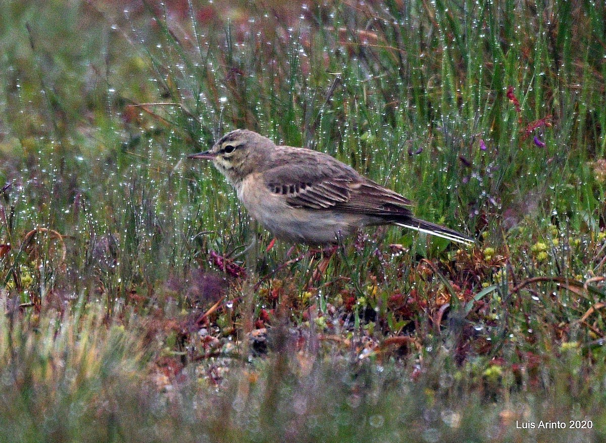 Tawny Pipit - ML237779601