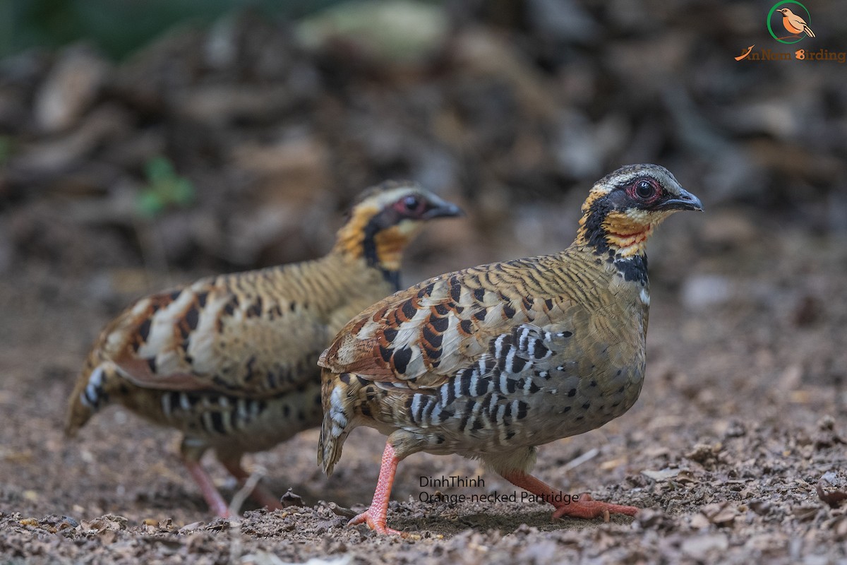 Orange-necked Partridge - Dinh Thinh