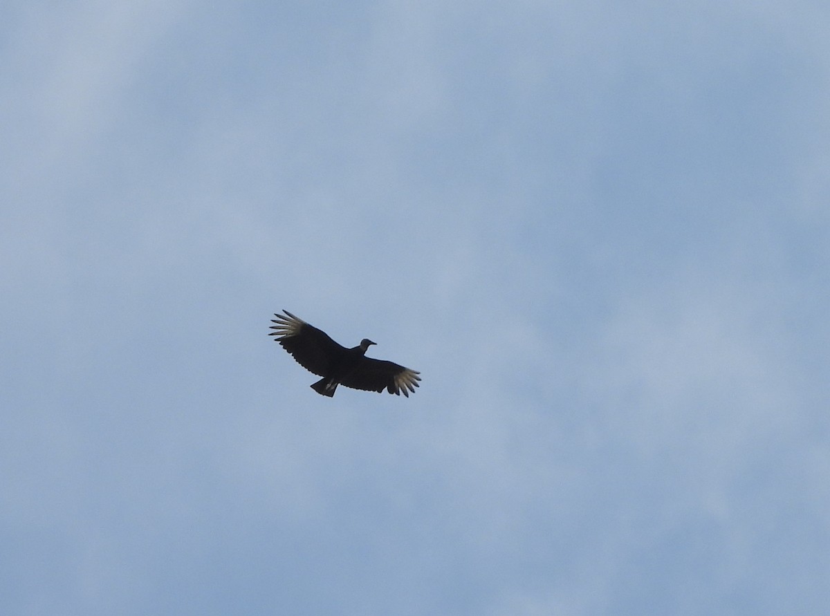 Black Vulture - ML237780651