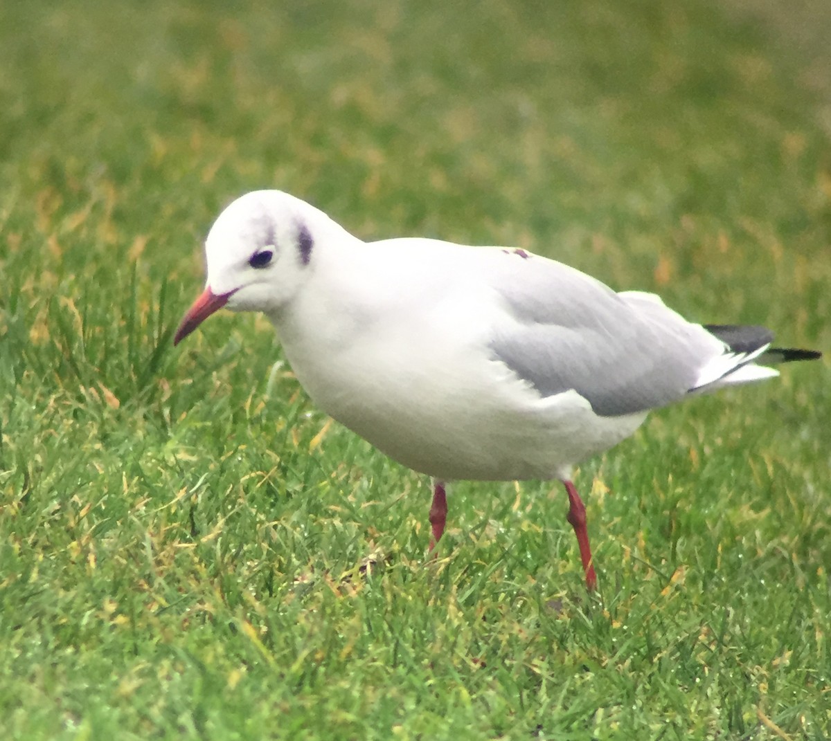 Black-headed Gull - Nathaniel Peters