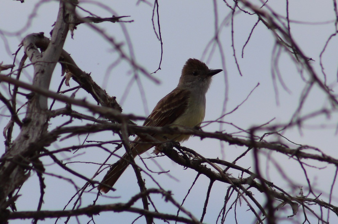 Great Crested Flycatcher - ML237786371