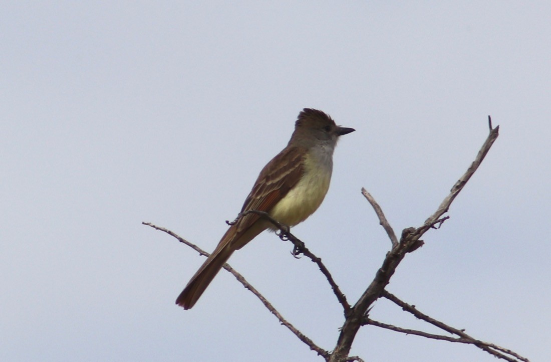 Great Crested Flycatcher - ML237786381