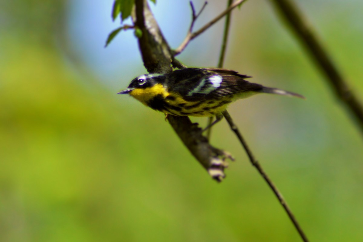 Magnolia Warbler - Domenic Rocco