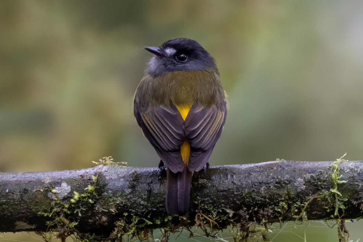Ornate Flycatcher - Jeff Maw