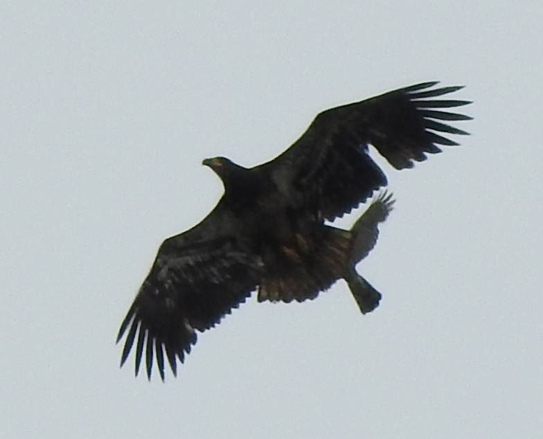 Cooper's Hawk - Jody  Wells