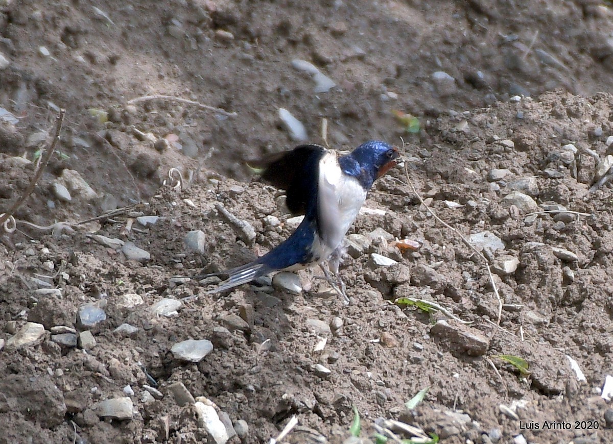 Barn Swallow - ML237789691