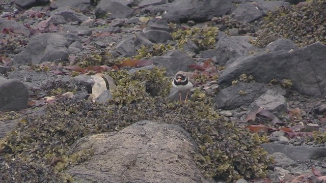 Common Ringed Plover - ML237790921