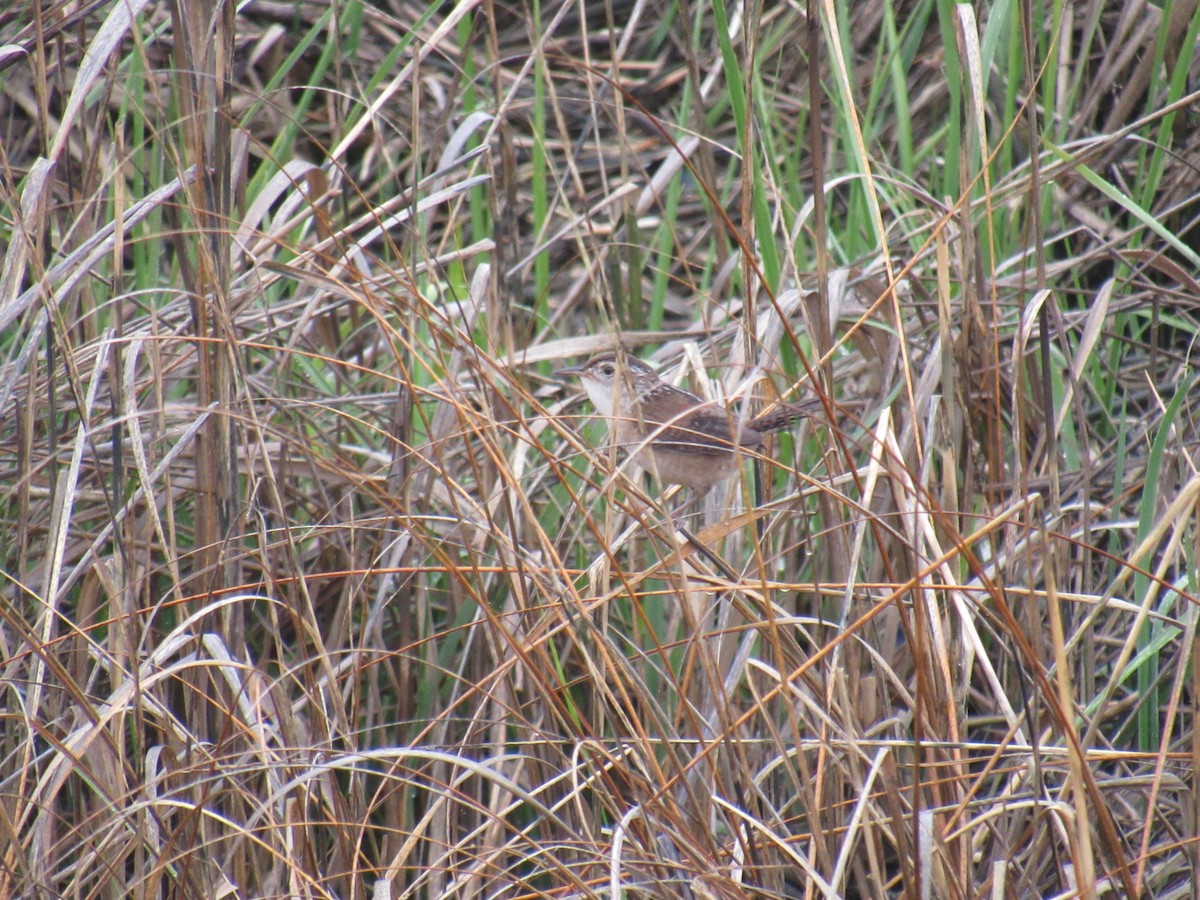 Marsh Wren - ML237791601