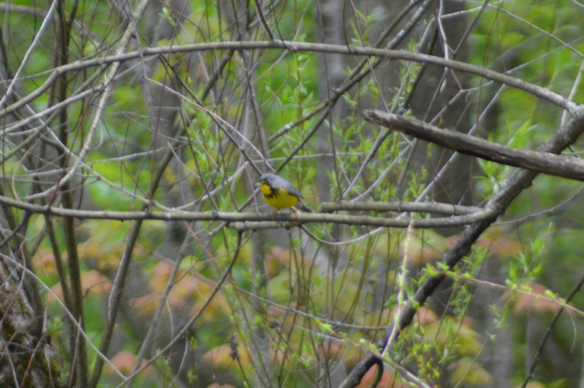 Canada Warbler - ML237791931