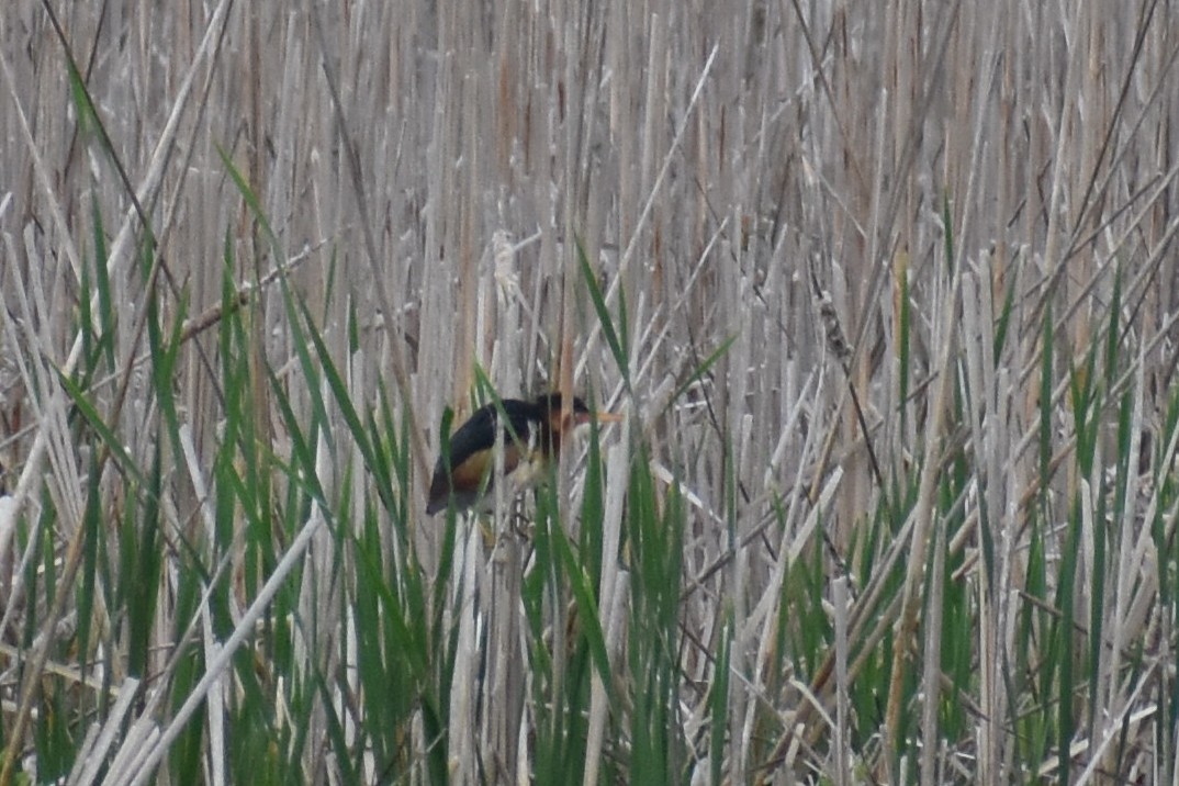 Least Bittern - ML237792031