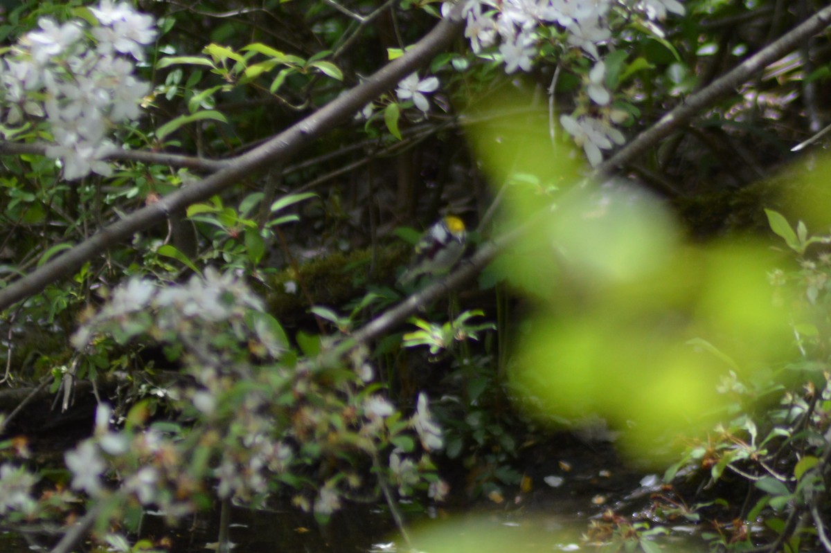 Chestnut-sided Warbler - Domenic Rocco